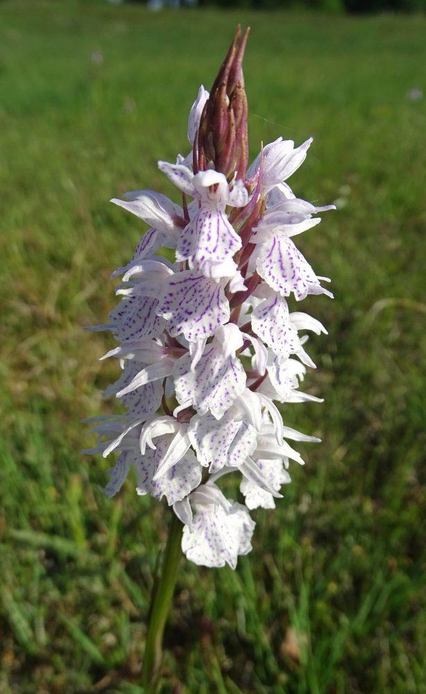Orchis